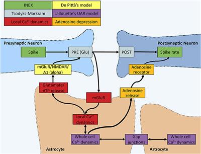 A Computational Model of Interactions Between Neuronal and Astrocytic Networks: The Role of Astrocytes in the Stability of the Neuronal Firing Rate